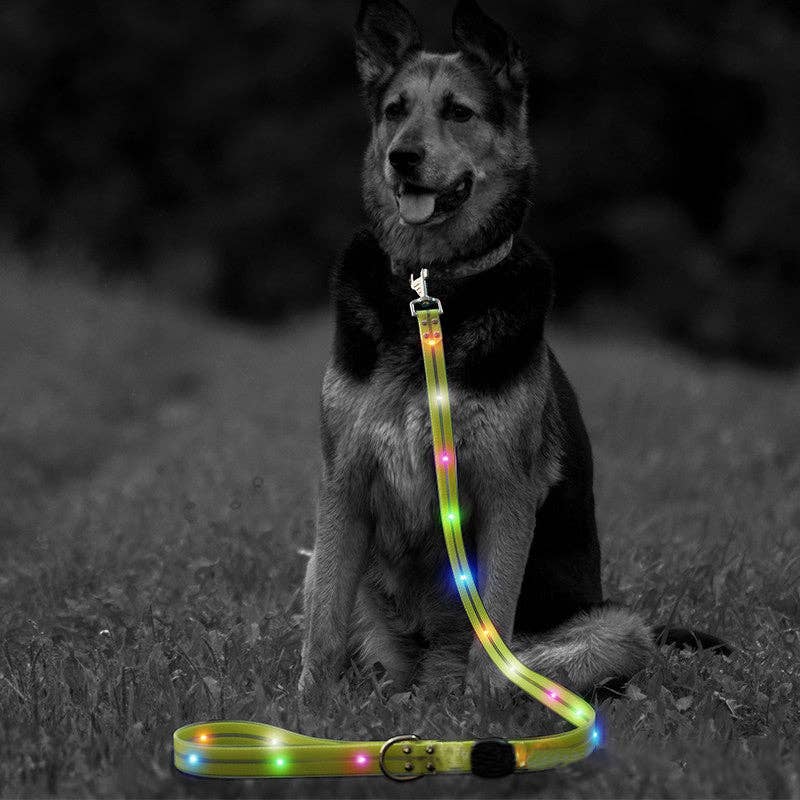 Laisse LED pour chien