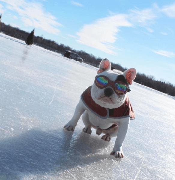 K9 Sport Shades - Lunettes pour chiens