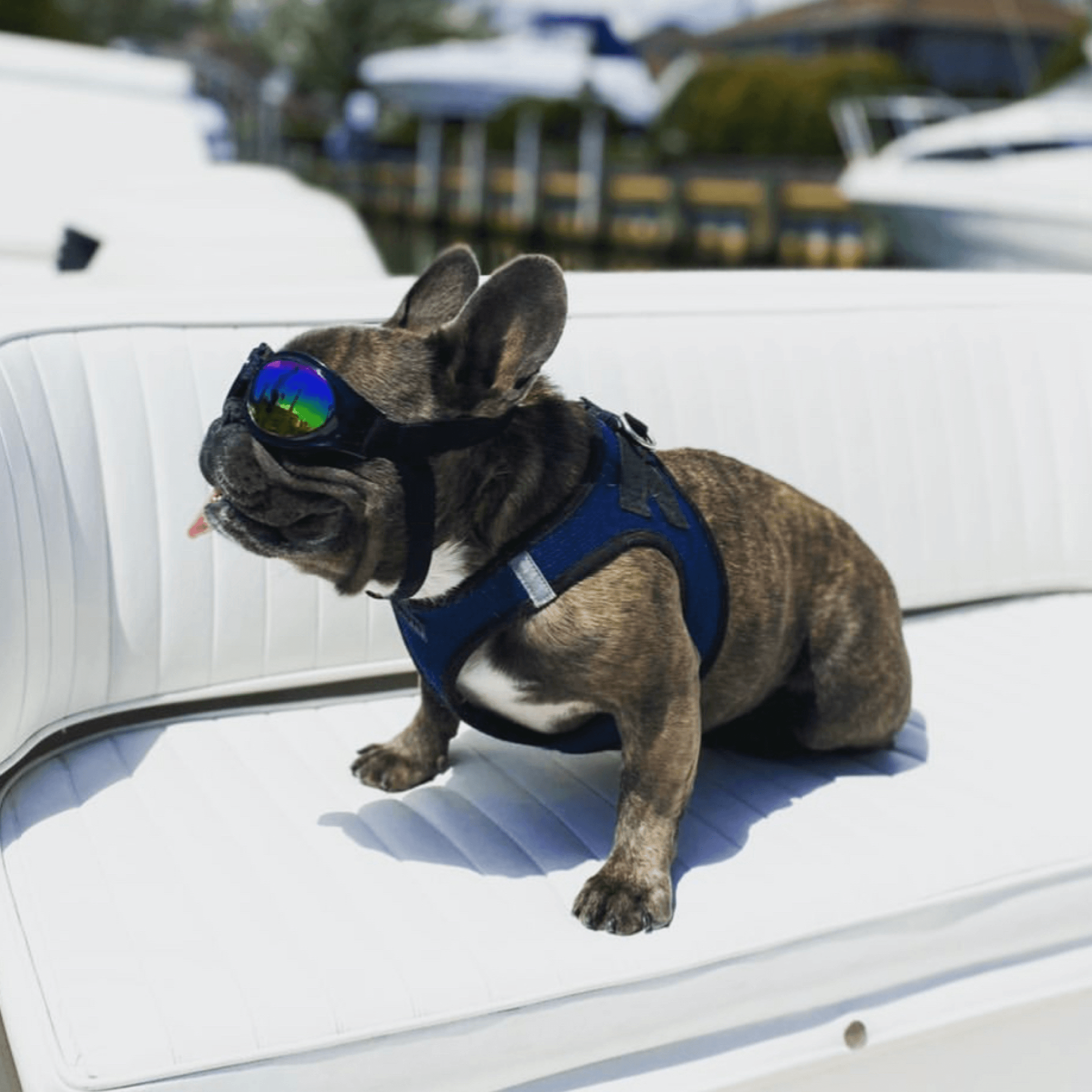 K9 Sport Shades - Lunettes pour chiens