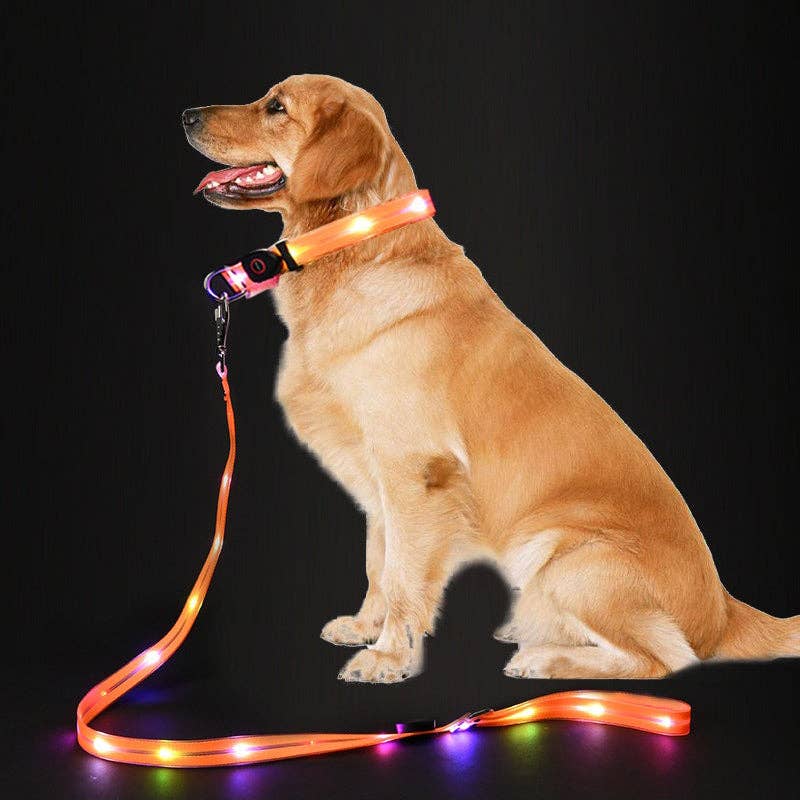 Laisse LED pour chien