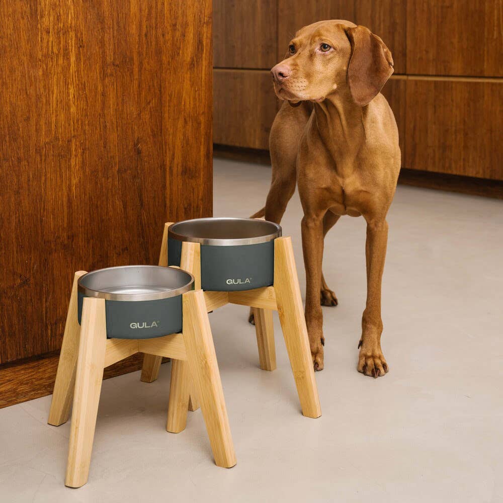 Gamelle double paroi grise pour chien, isolante