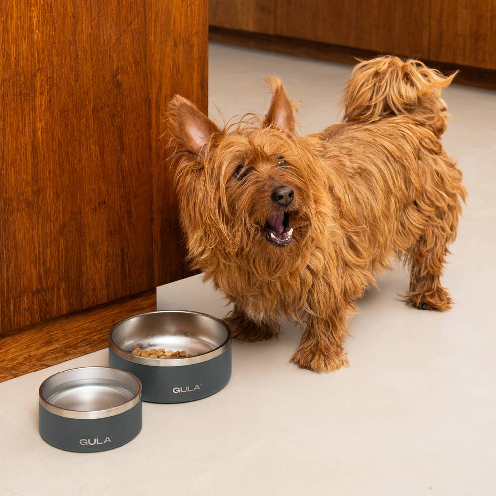 Gamelle double paroi grise pour chien, isolante