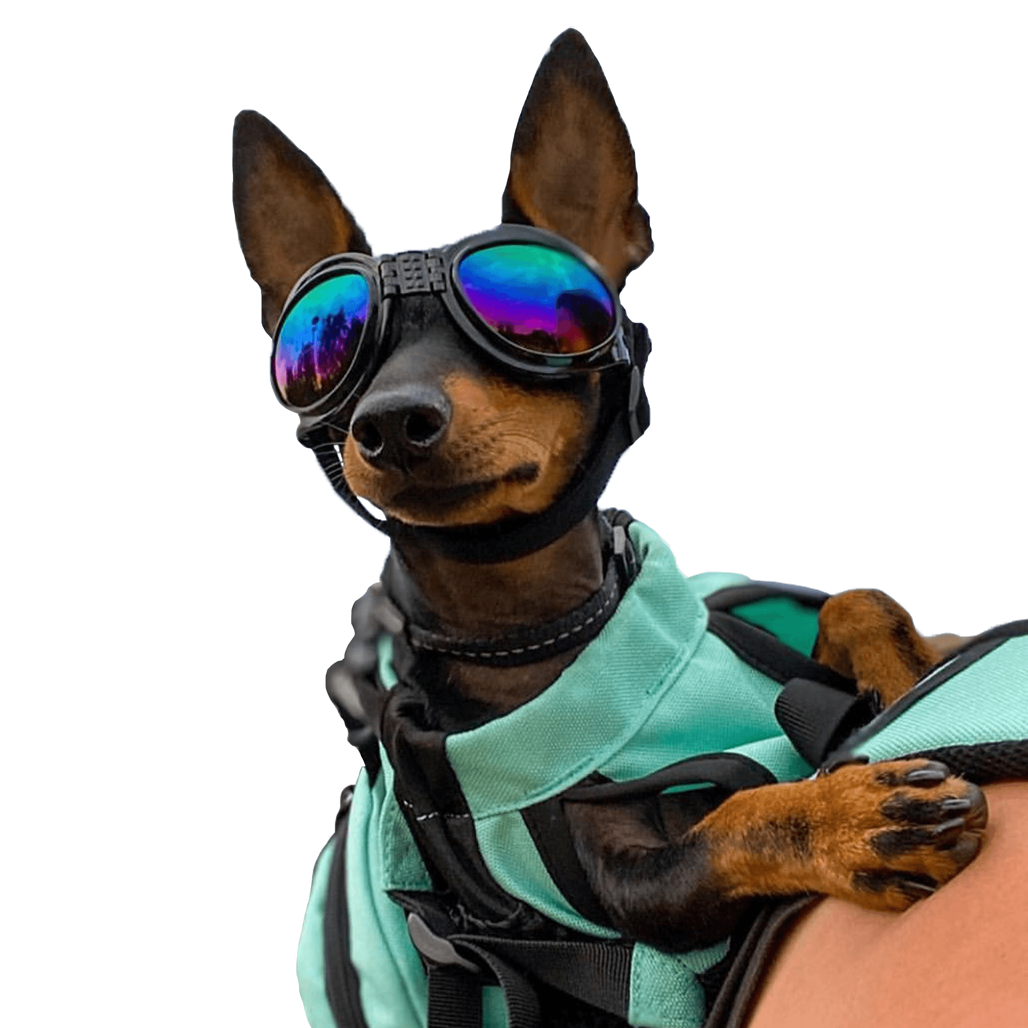 K9 Sport Shades - Lunettes pour chiens