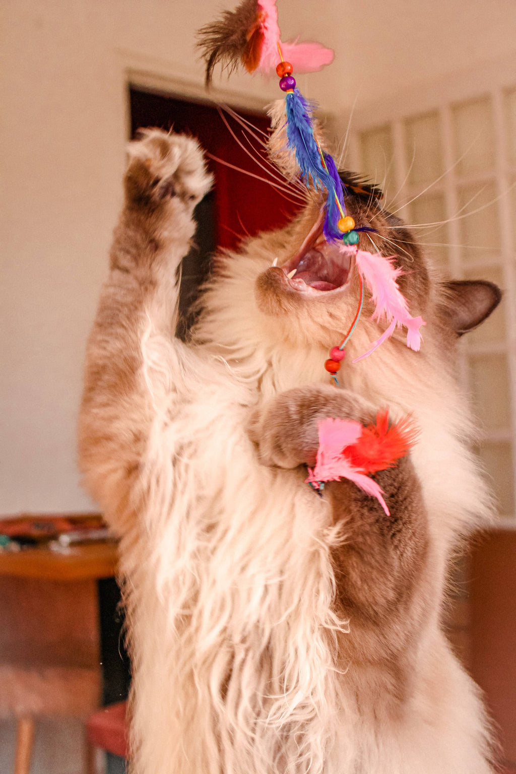 Cannes Jouet Pour Chat Plumes