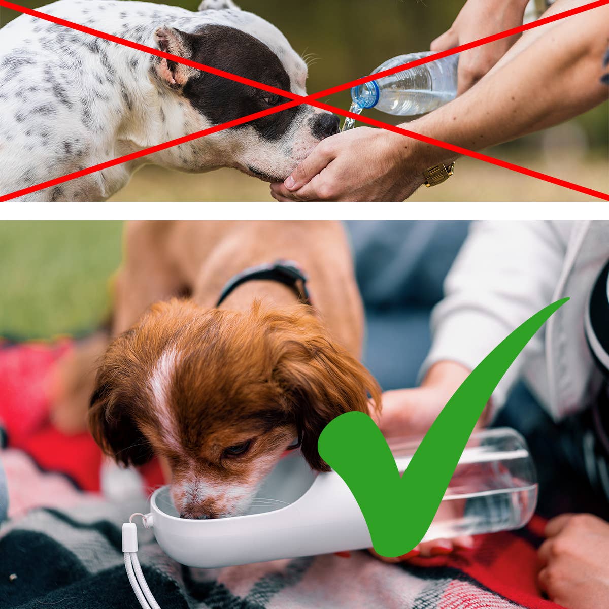 Bouteille d'eau pour chien 350 ml